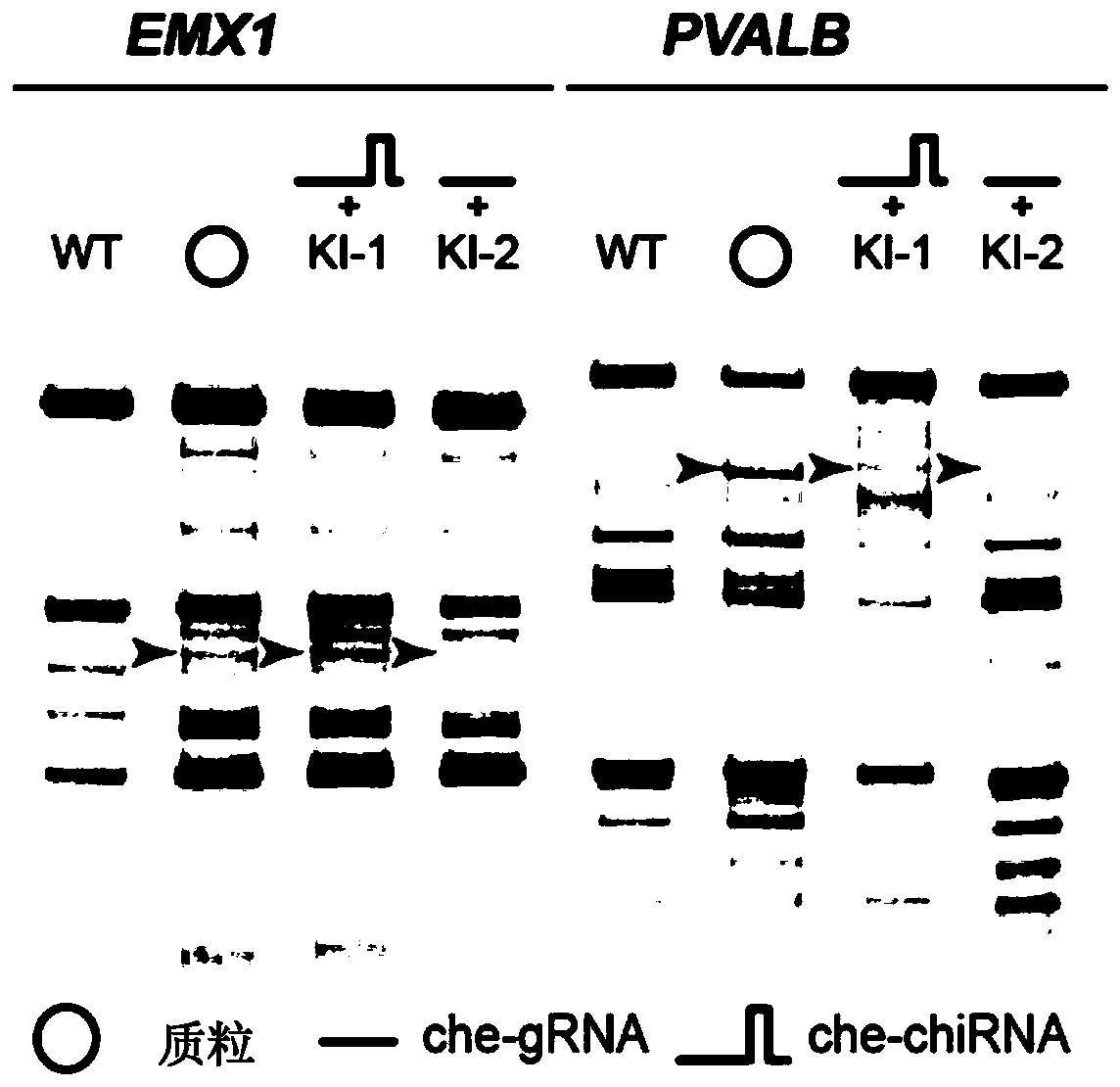 Method for genetically modifying a predetermined site in the genome of a cell