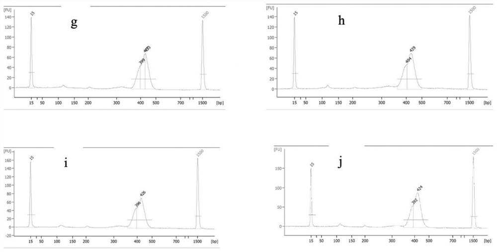 A method for constructing a universal gene detection library for alport syndrome and its kit