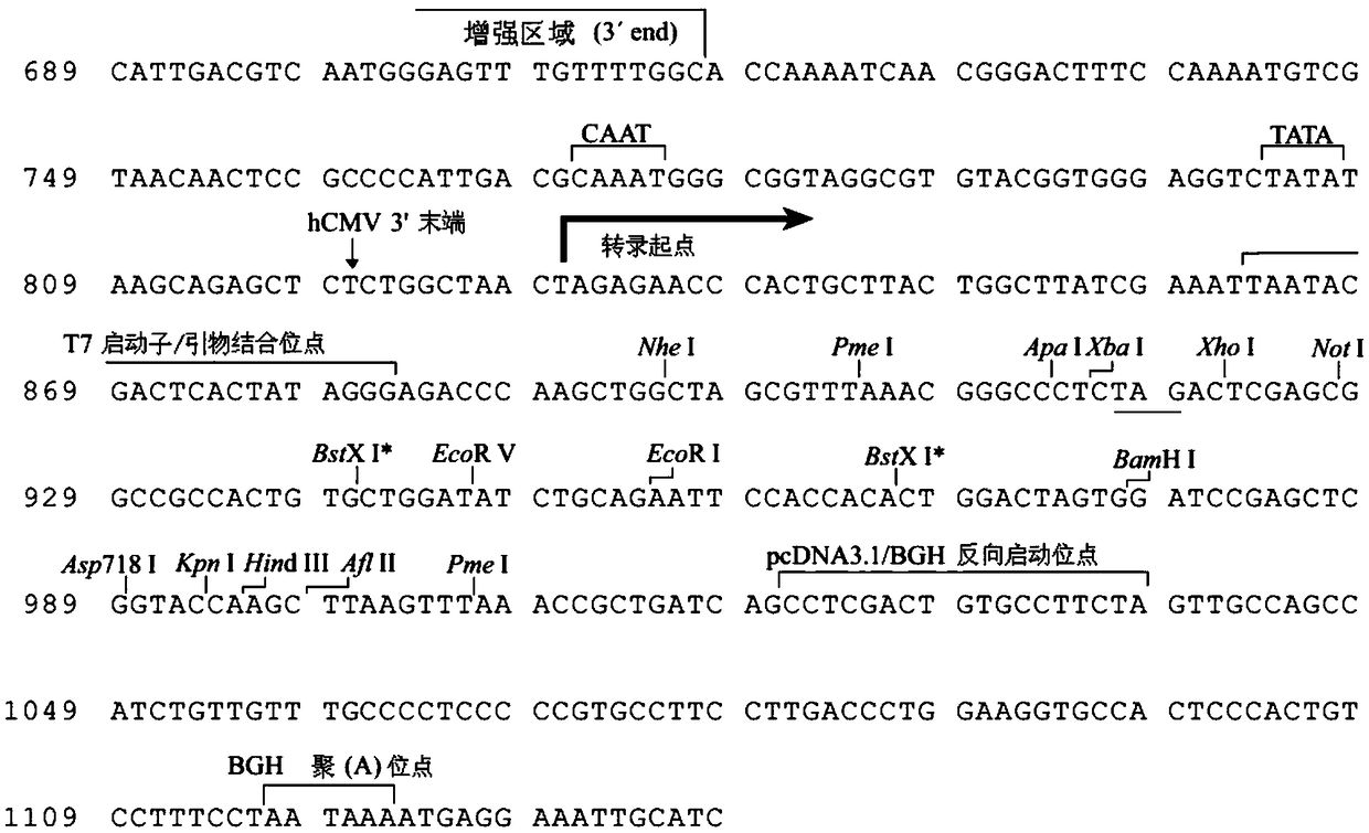 PIMT (protein isoaspartyl-methyltransferase) expression plasmid, amplification primer, construction method and application thereof