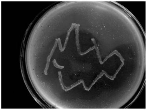 A kind of bacterial strain and application for preventing and treating soil-borne fungal diseases of continuous cropping peanut