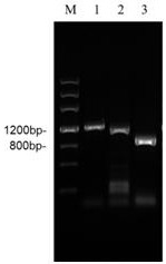 A kind of cordyceps militaris fibrinolytic enzyme and its preparation method and application