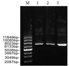 A kind of cordyceps militaris fibrinolytic enzyme and its preparation method and application