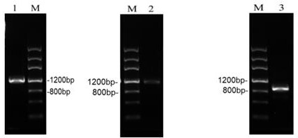 A kind of cordyceps militaris fibrinolytic enzyme and its preparation method and application