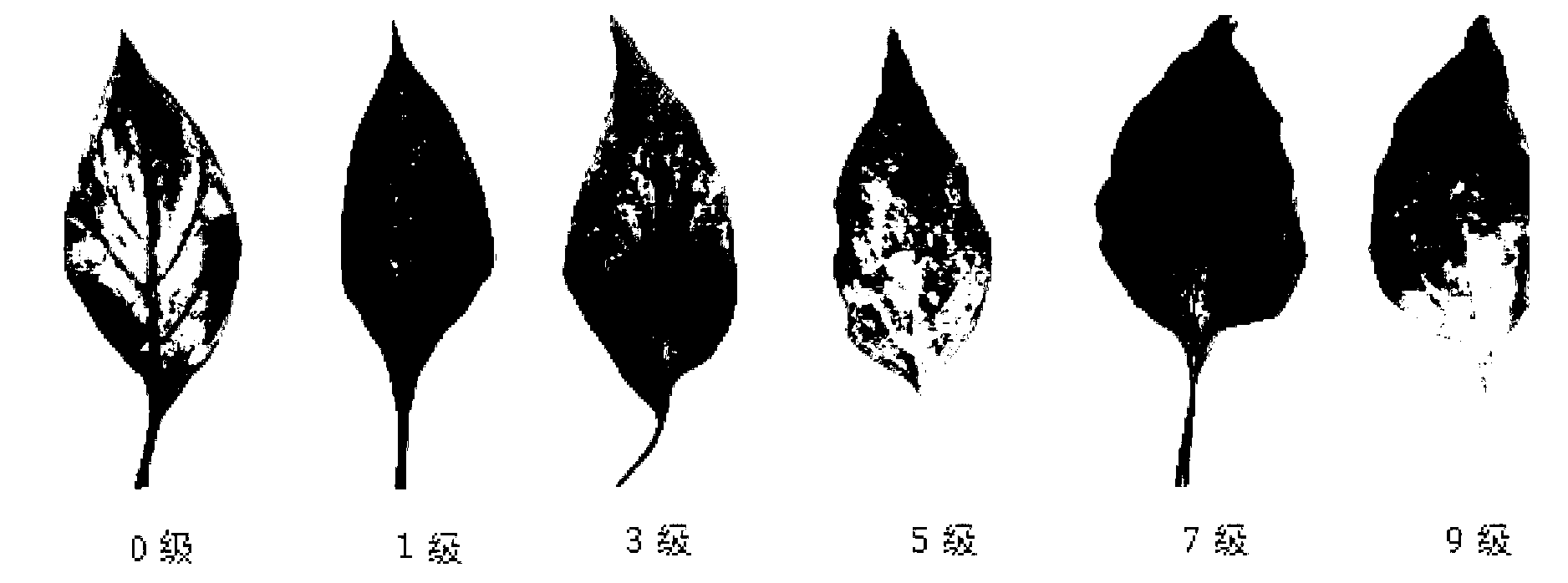 Method for identifying chilli heat resistance by using detached leaves