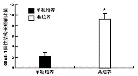 Primary homologous three-cell four-dimensional model of pharmaceutical research on central nervous system and construction method