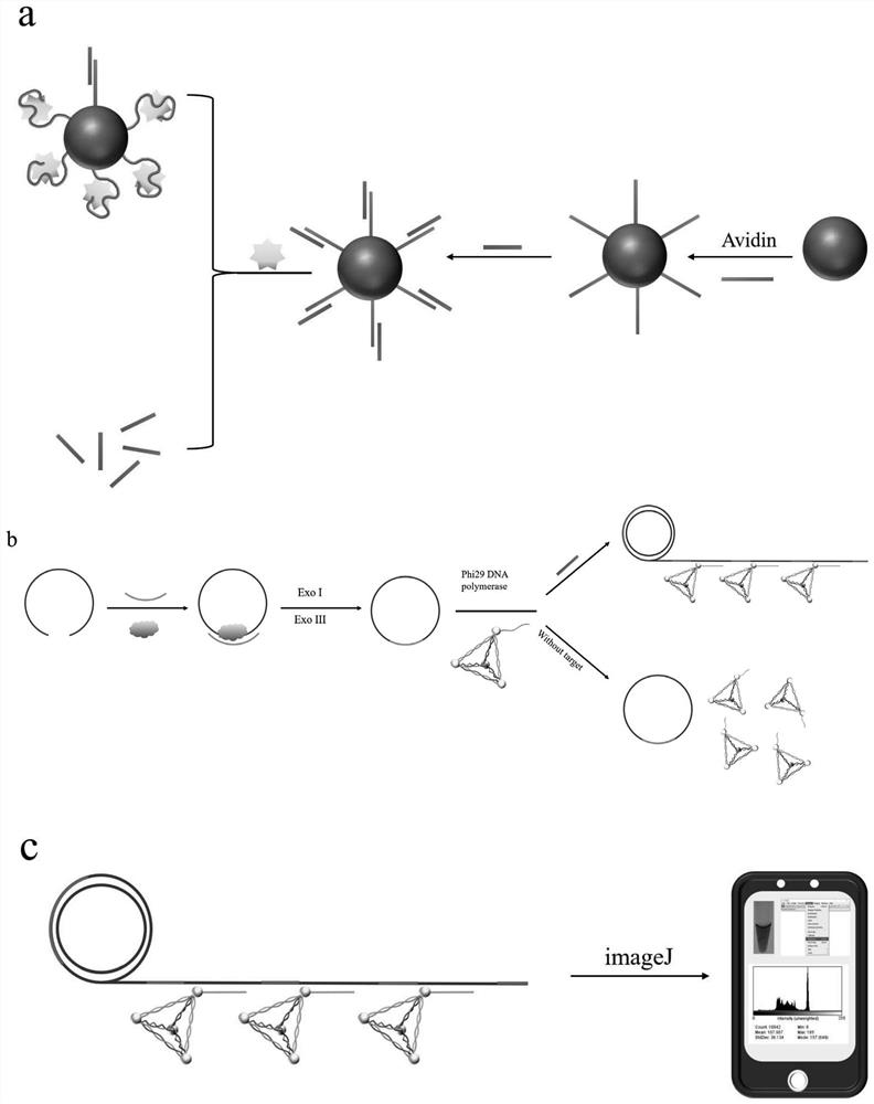 A rolling circle amplification-gold tetrahedron colorimetric detection method and kit for detecting creatine kinase isoenzymes