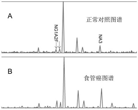 Esophageal cancer detection reagent and application thereof in esophageal cancer detection