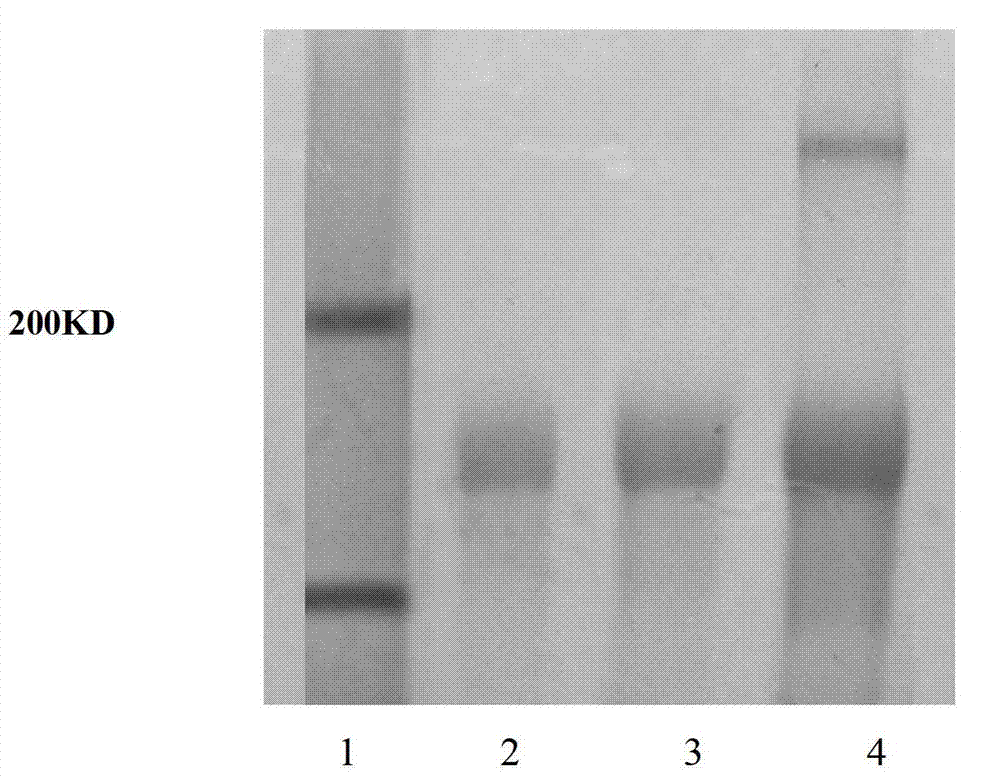 Application of CIK (cytokine induced killer) cell loaded by anti-CD3/anti-CD133 bispecific antibody