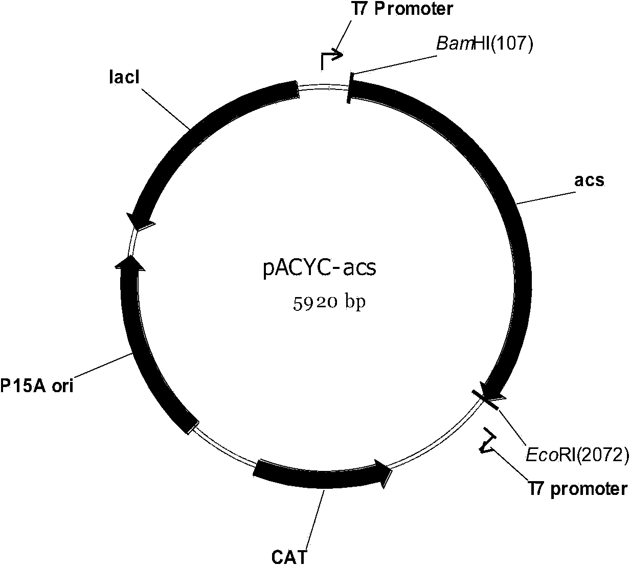 Gene engineering strain capable of synthesizing phloroglucinol from acetic acid and construction method and application thereof
