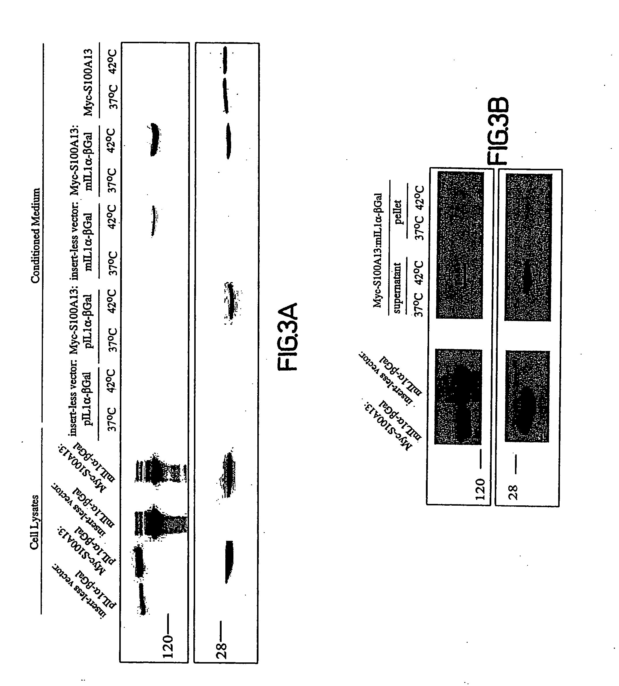 Copper-dependent non-traditional pro-inflammatory cytokine export and methods, compositions and kits relating thereto