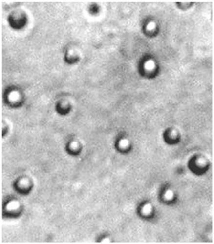 Method for preparing polyhedron encapsulating carp herpesvirus type II antigen based on baculovirus expression system