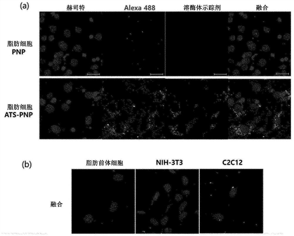 Composition for lipolysis using surface-modified gas-generating nanoparticles