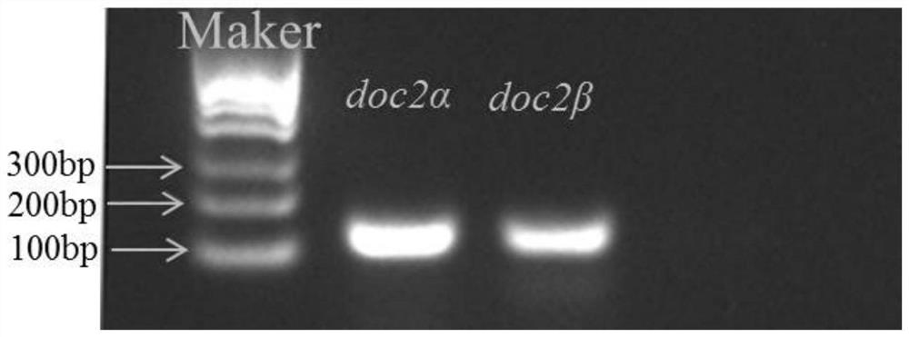 Preparation of doc2alpha and doc2beta gene deleted zebrafish mutant and construction method of zebrafish autism model