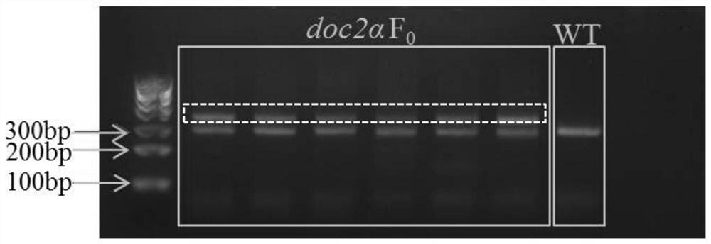 Preparation of doc2alpha and doc2beta gene deleted zebrafish mutant and construction method of zebrafish autism model