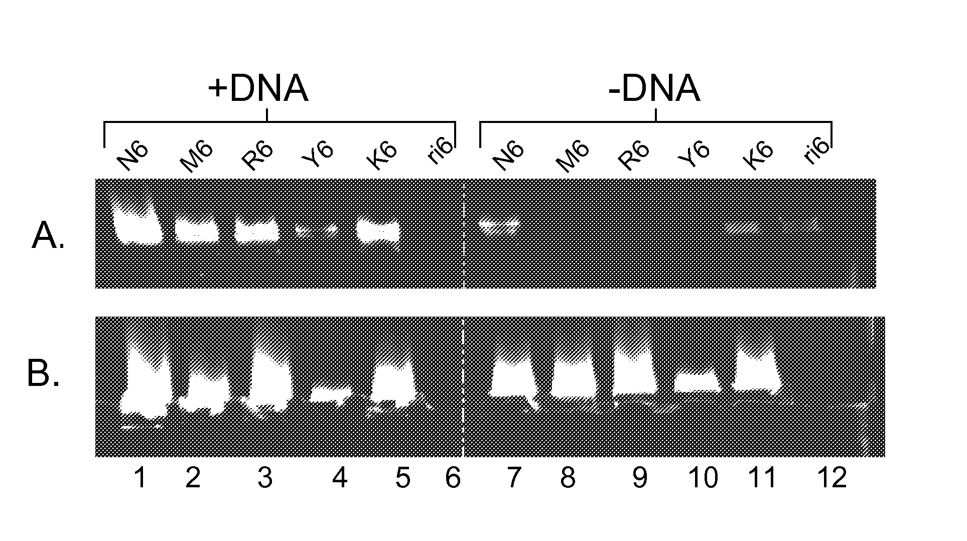Methods for high specificity whole genome amplification and hybridization