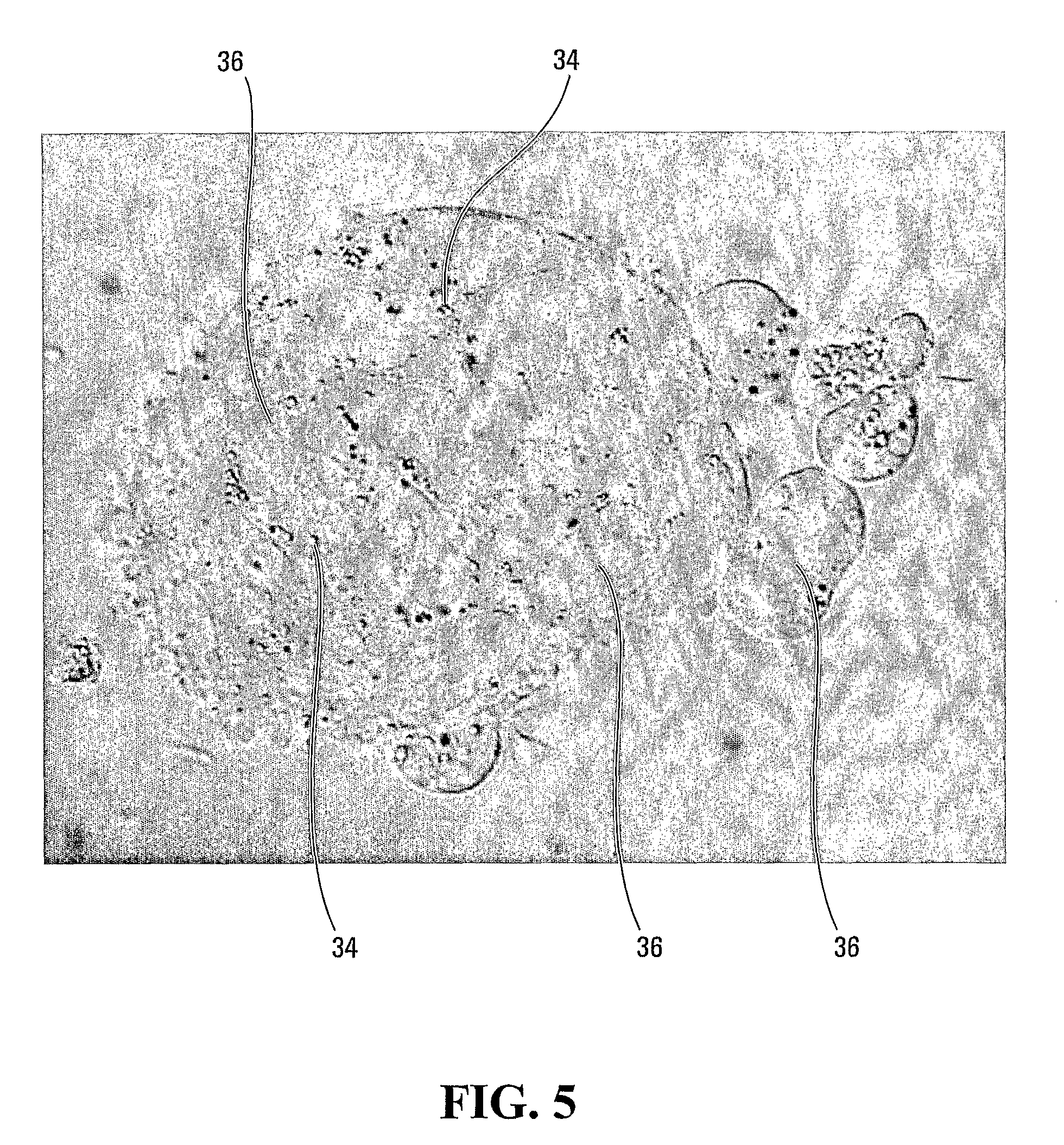 Cultured cell and method and apparatus for cell culture