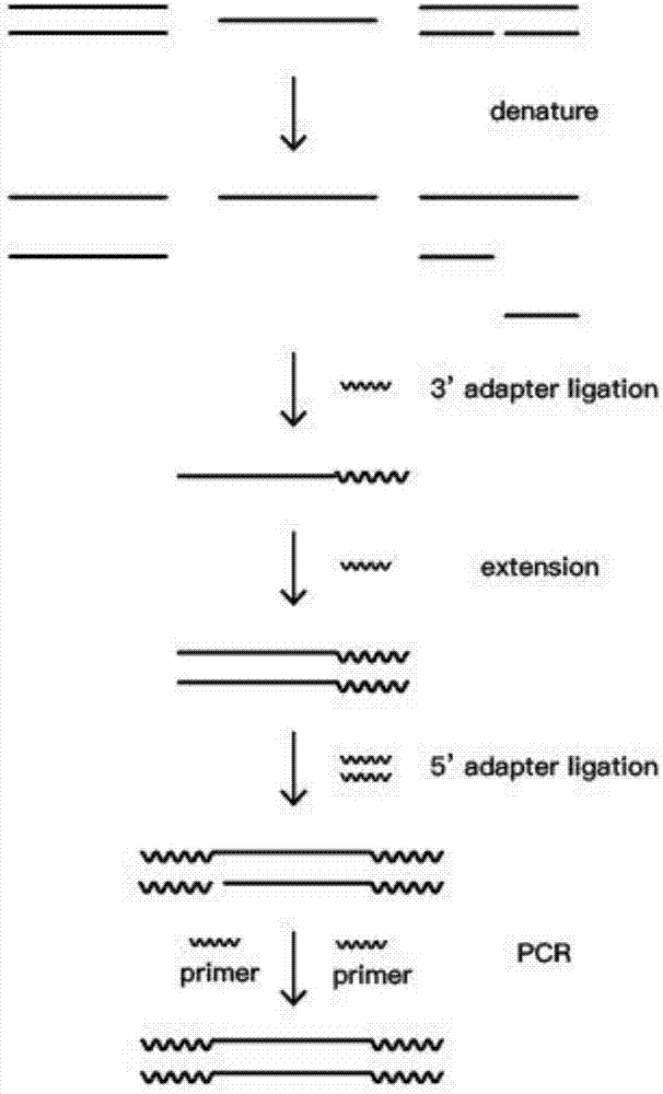 Construction method of single stranded DNA next generation sequencing library specific to cfDNA