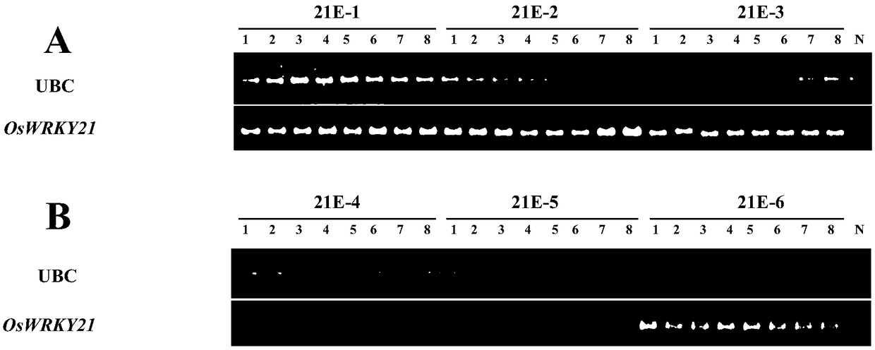 Application of rice OsWRKY21 transcription factor gene to plant insect resistance improvement