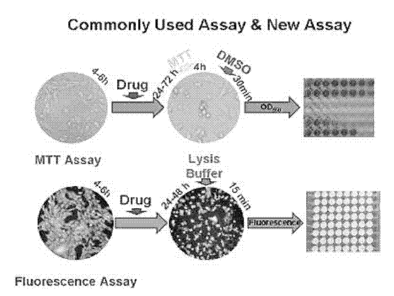 Fluorescent cell model for screening of antitumor drugs, labeling method and application thereof