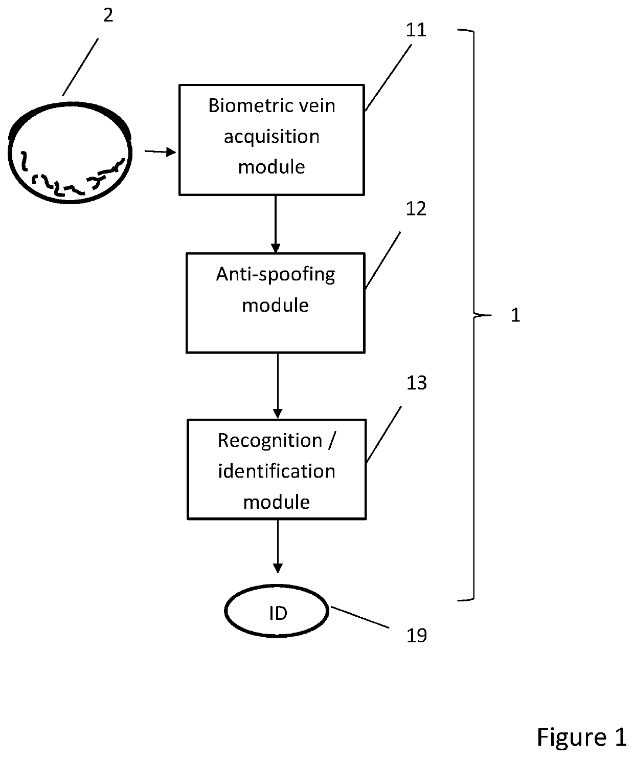 Method and device for biometric vascular recognition and/or identification