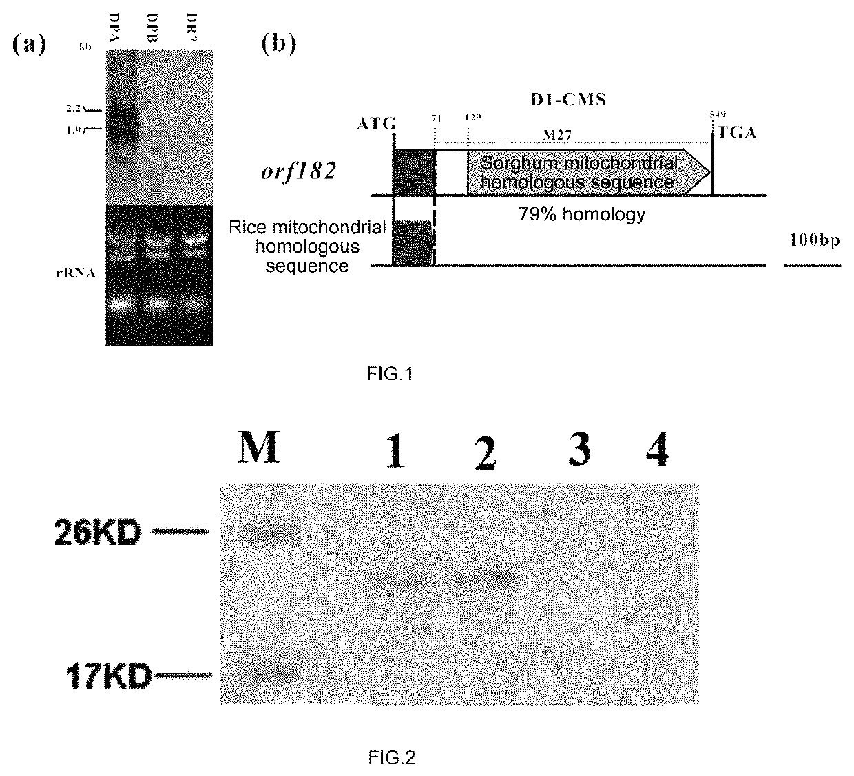 Rice mitochondrial sterile gene and application thereof