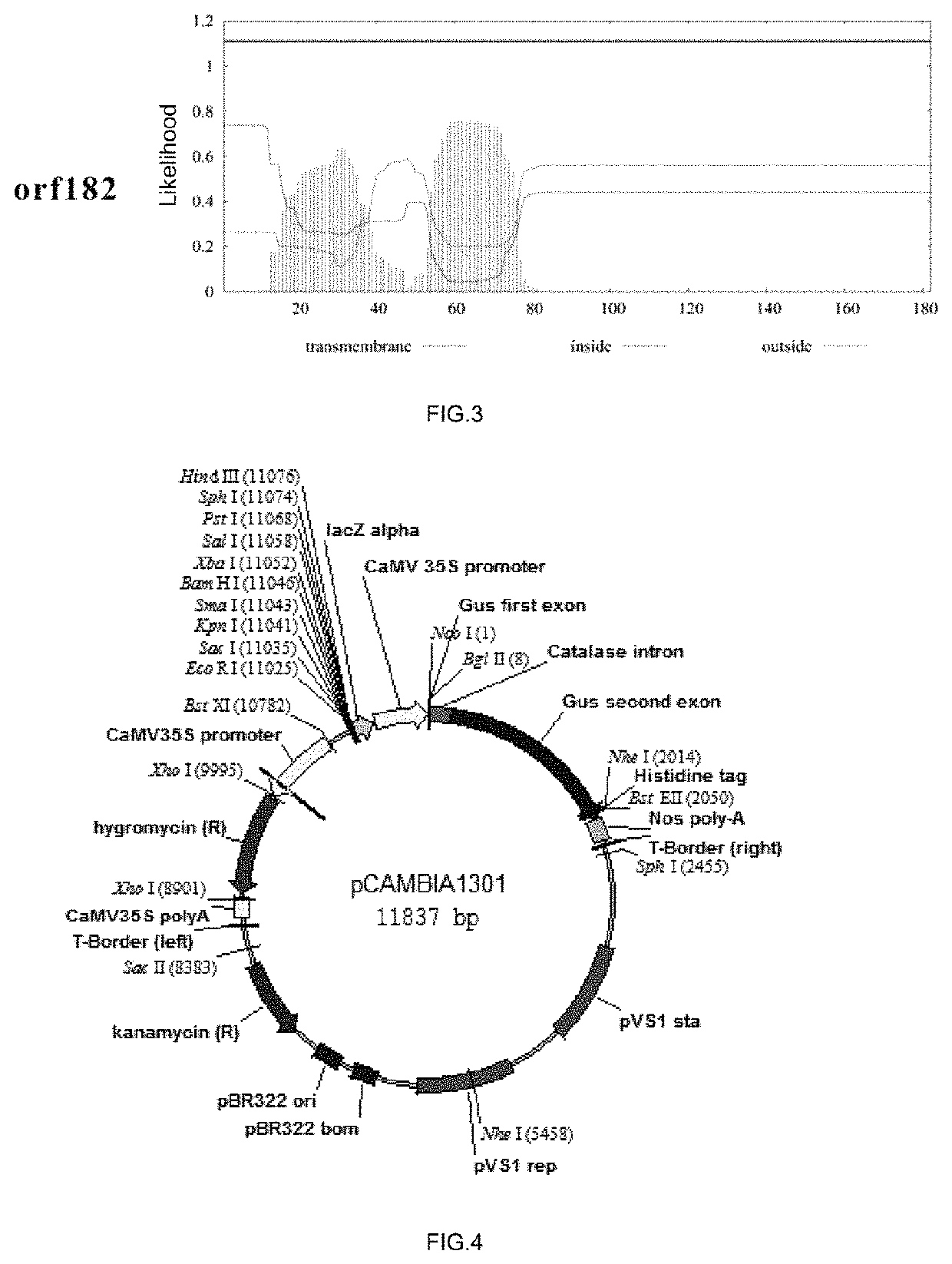 Rice mitochondrial sterile gene and application thereof