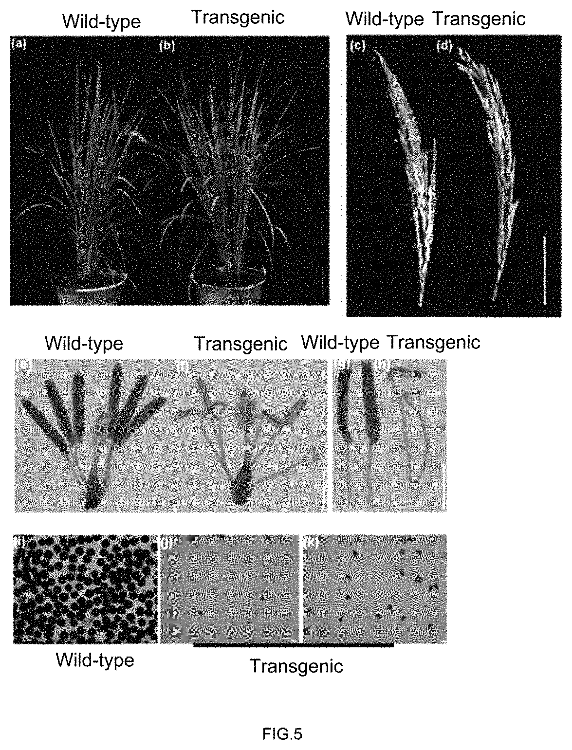 Rice mitochondrial sterile gene and application thereof