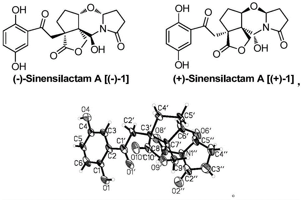 Zizhi lactam a and its pharmaceutical composition and its application in pharmacy and food