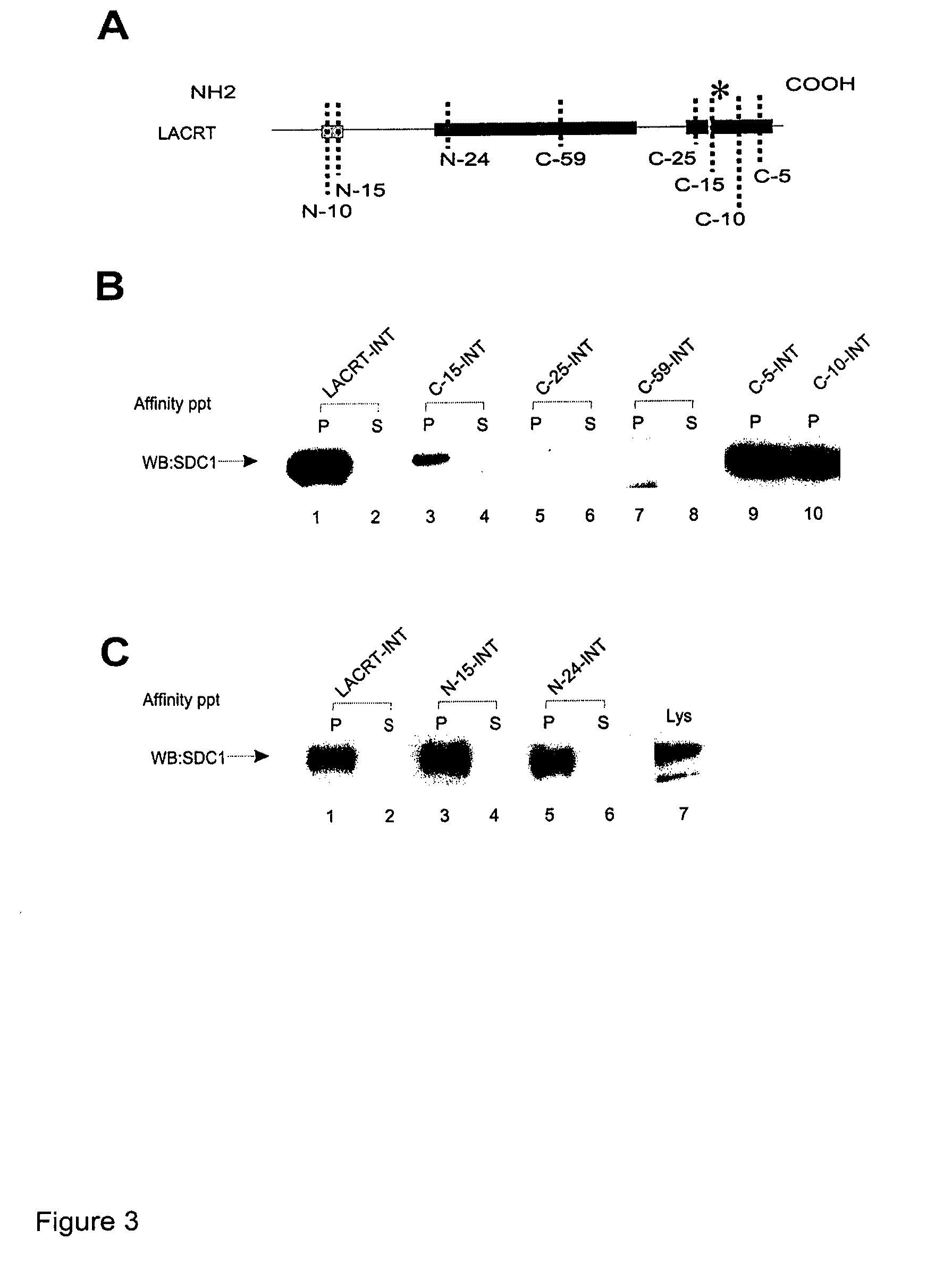 Lacritin-Syndecan Interactions