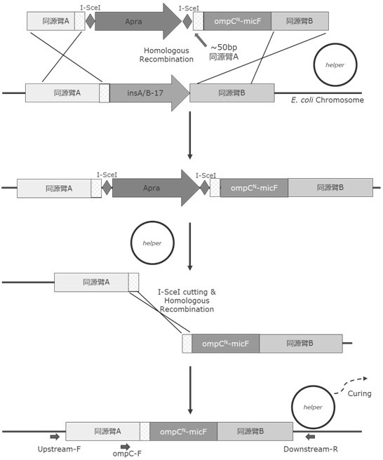 A kind of Escherichia coli recombinant strain, its preparation method and application