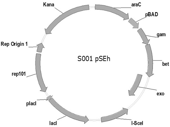 A kind of Escherichia coli recombinant strain, its preparation method and application