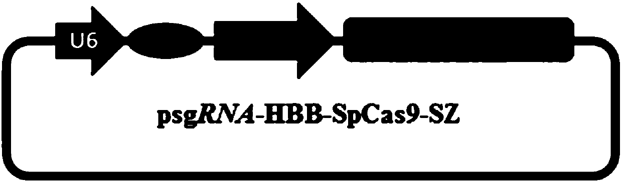 Kit for editing or repairing HBB gene