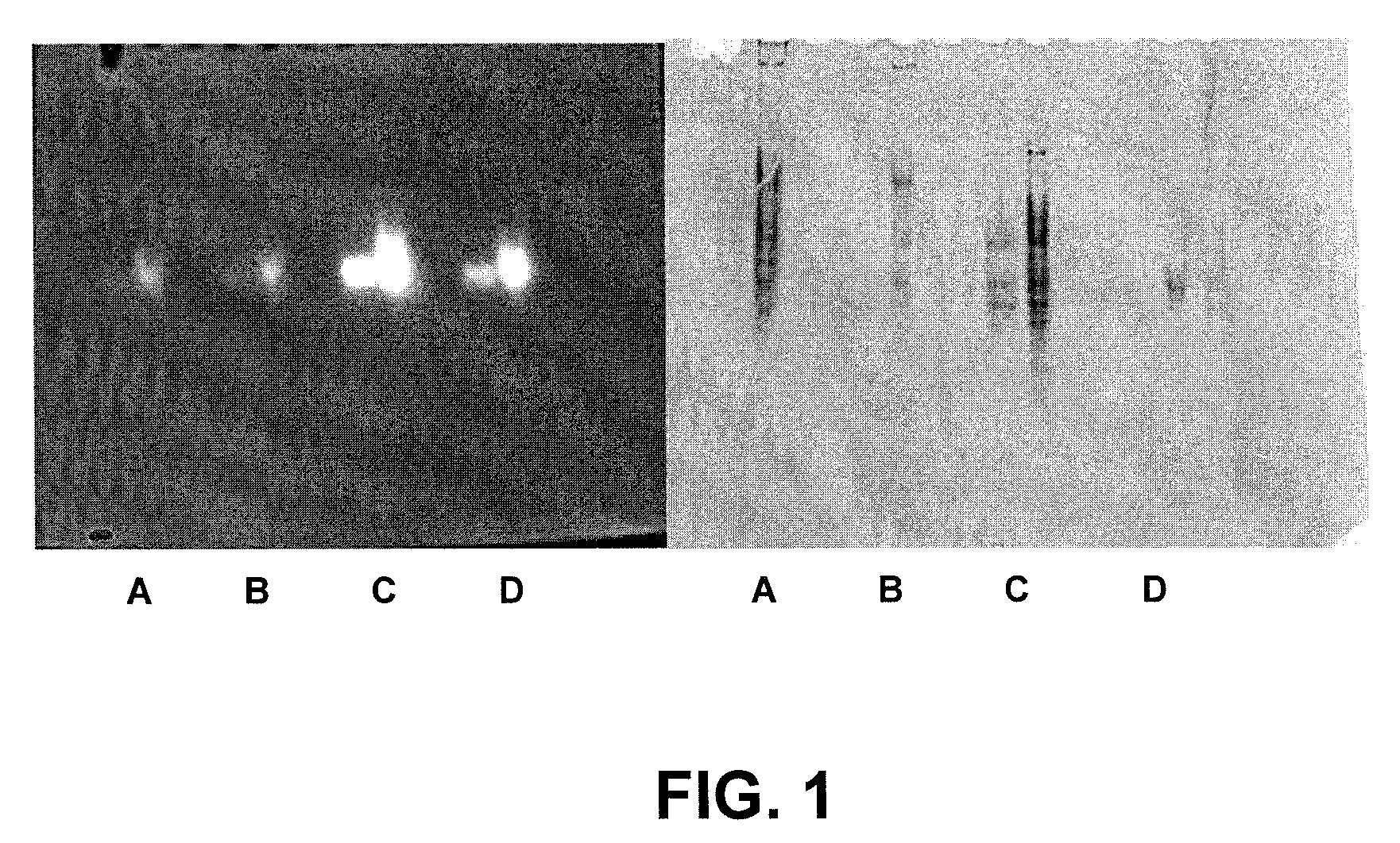 Thermostable cellulase and methods of use