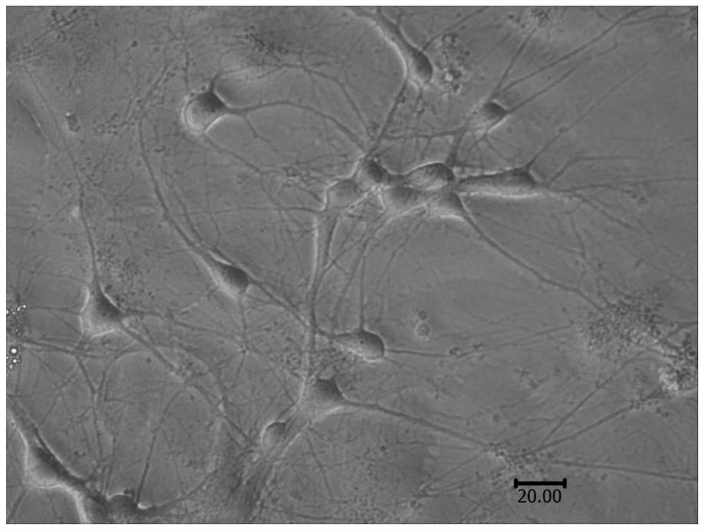 Method for culturing primary hippocampal neurons