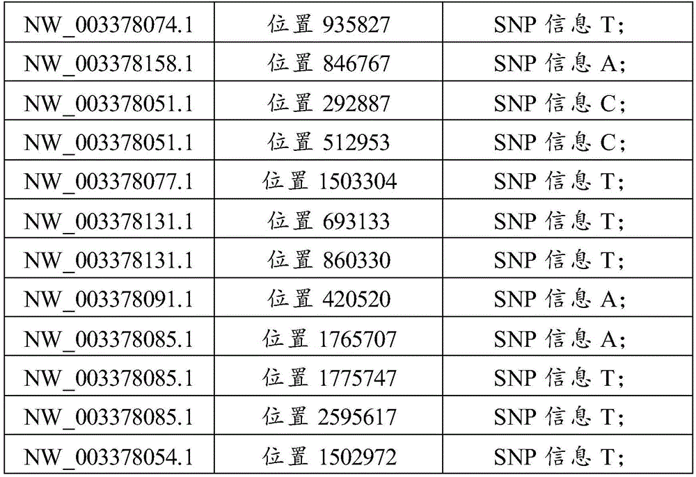 SNP marker as well as application and detection method thereof