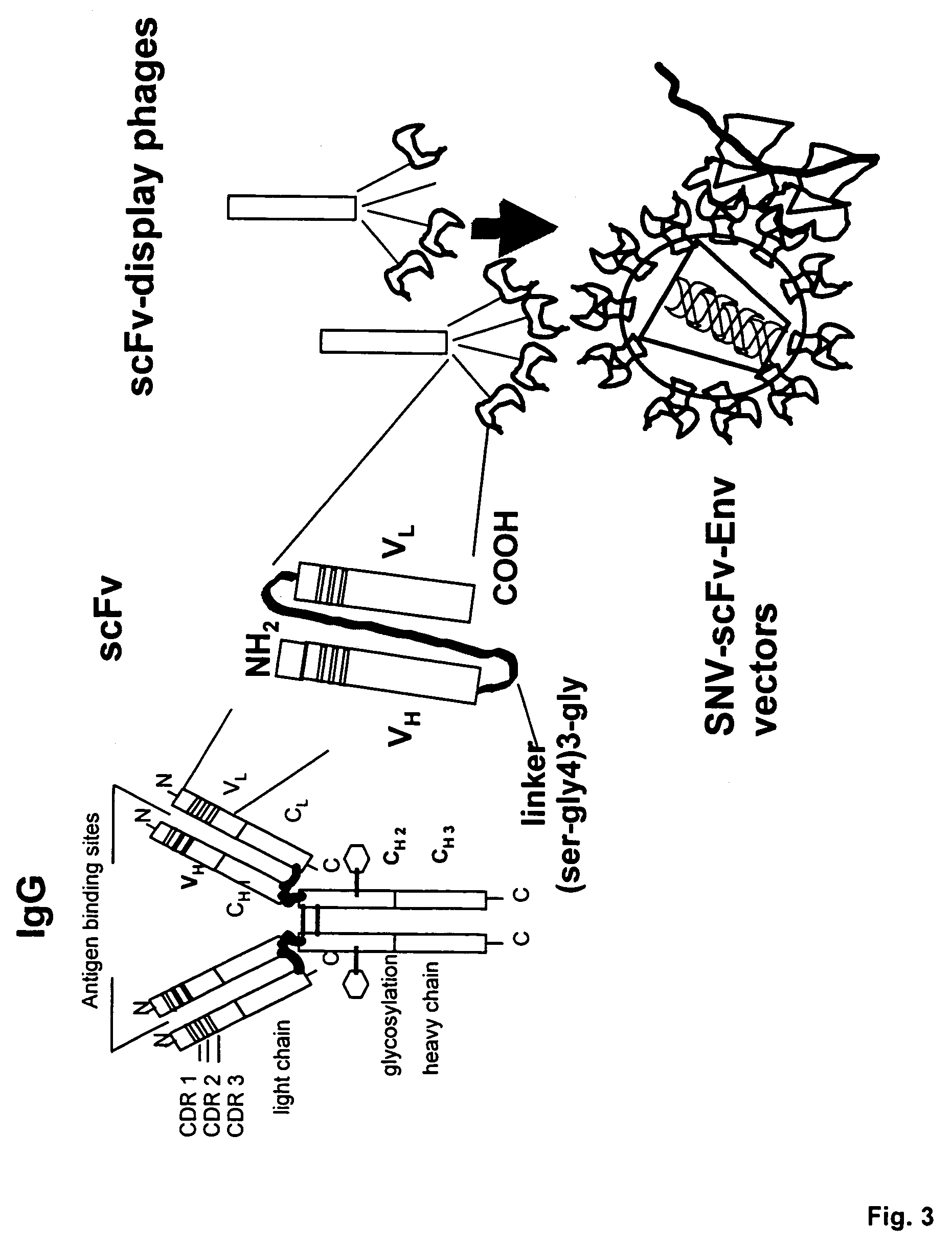 Cell-specific retroviral vectors with antibody domains and method for the production thereof for selective gene transfer