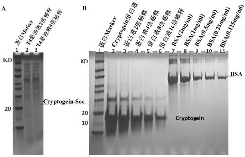 Method for preparing high purity cryptoprotein