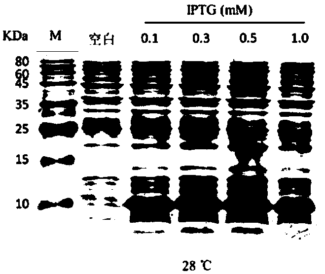Larimichthys crocea antibacterial peptide piscidin 5 like, preparation method and applications thereof