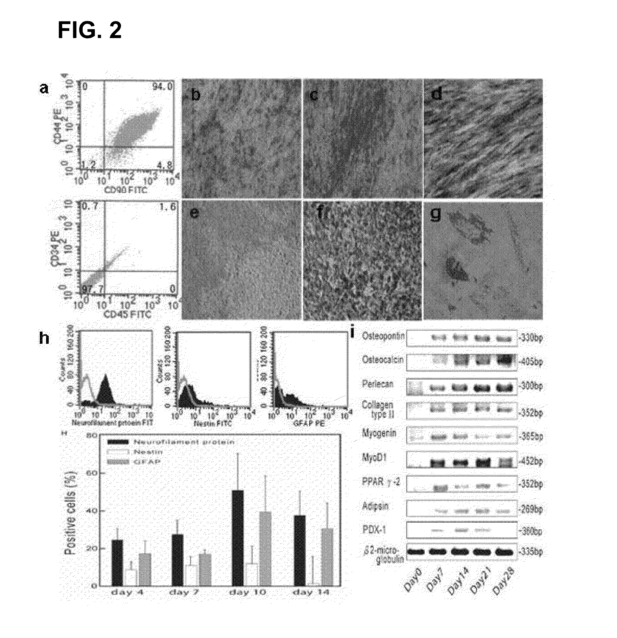Human trophoblast stem cells and use thereof