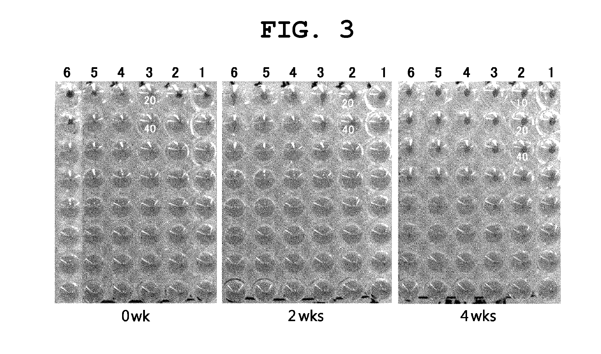 Mdck-derived cell lines adapted to serum-free culture and suspension culture and method for preparing vaccine virus using the cells