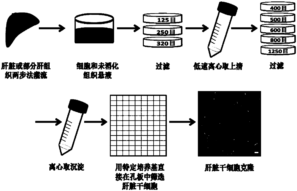 Method for panning and multiplication culture of liver stem cells and application thereof