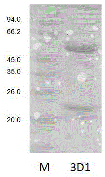 Epitope peptide monoclonal antibody for tumor-related gene TP53 and application thereof