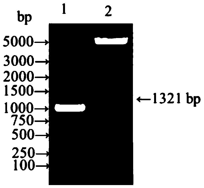 Recombinant epsilon toxin and alpha toxin fusion protein vaccine of non-toxic clostridium perfringens and production method of fusion protein vaccine