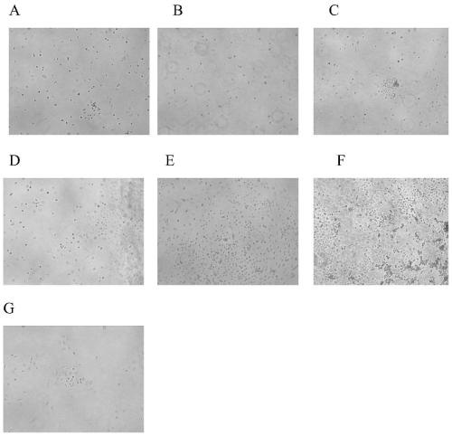 EPCs lysate-sensitized DC vaccine derived from tumor microenvironment and preparation method thereof