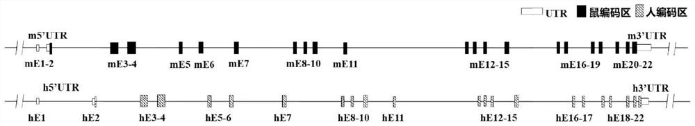 CSF1R gene humanized non-human animal and construction method and application thereof