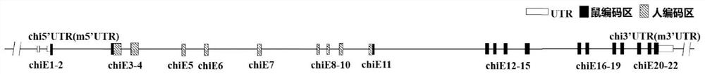 CSF1R gene humanized non-human animal and construction method and application thereof