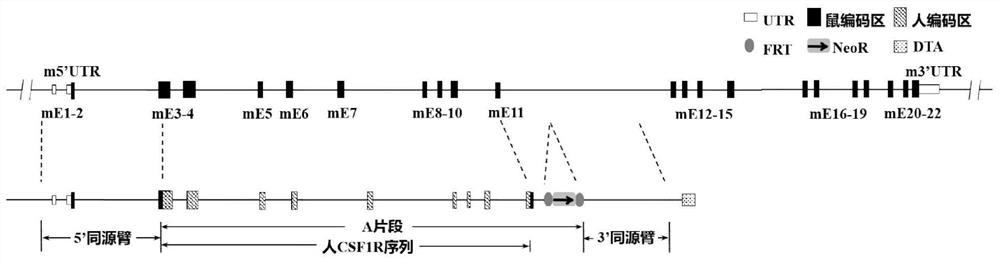 CSF1R gene humanized non-human animal and construction method and application thereof