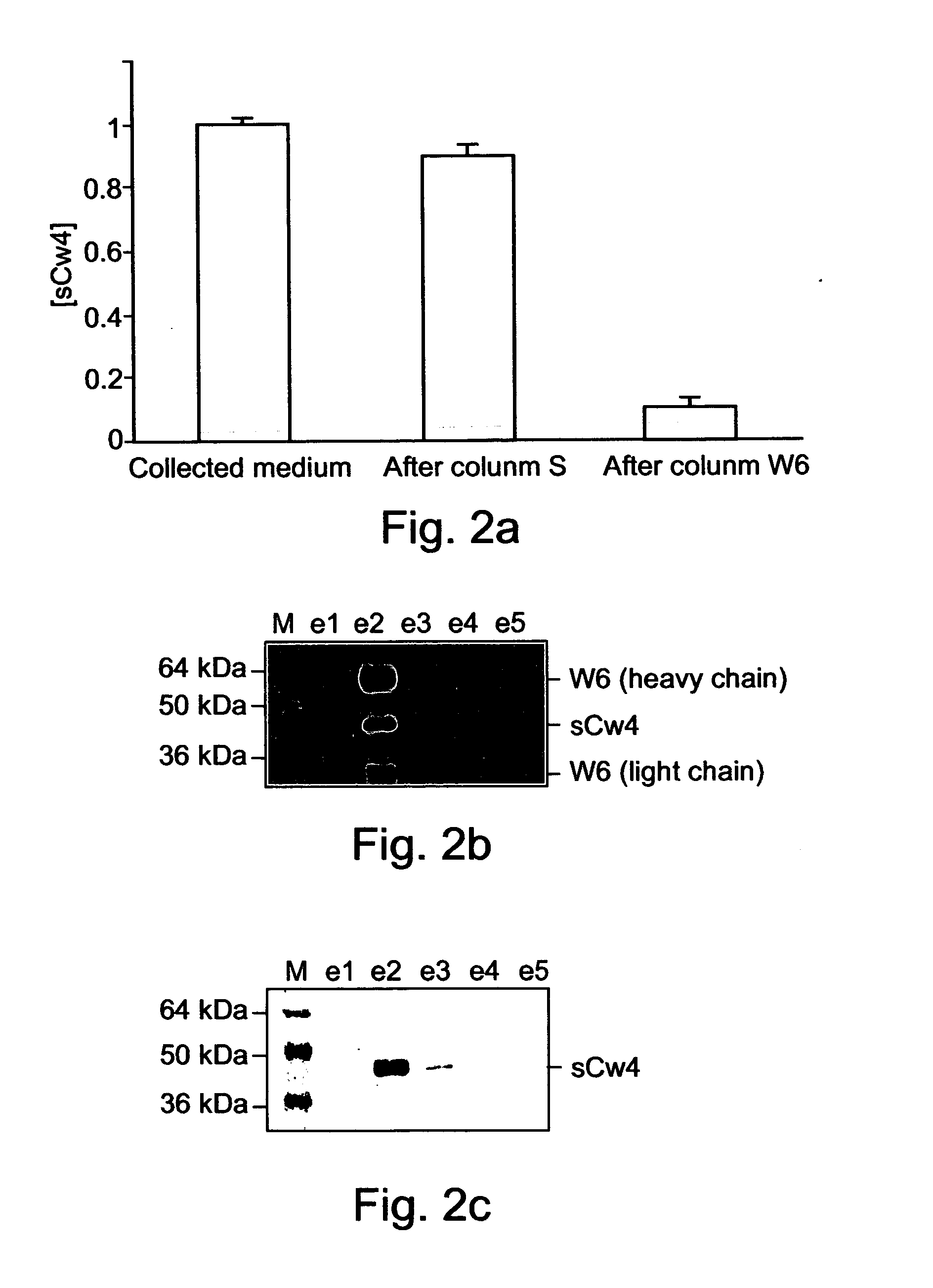 Method of identifying peptides capable of binding to MHC molecules, peptides identified thereby and their uses