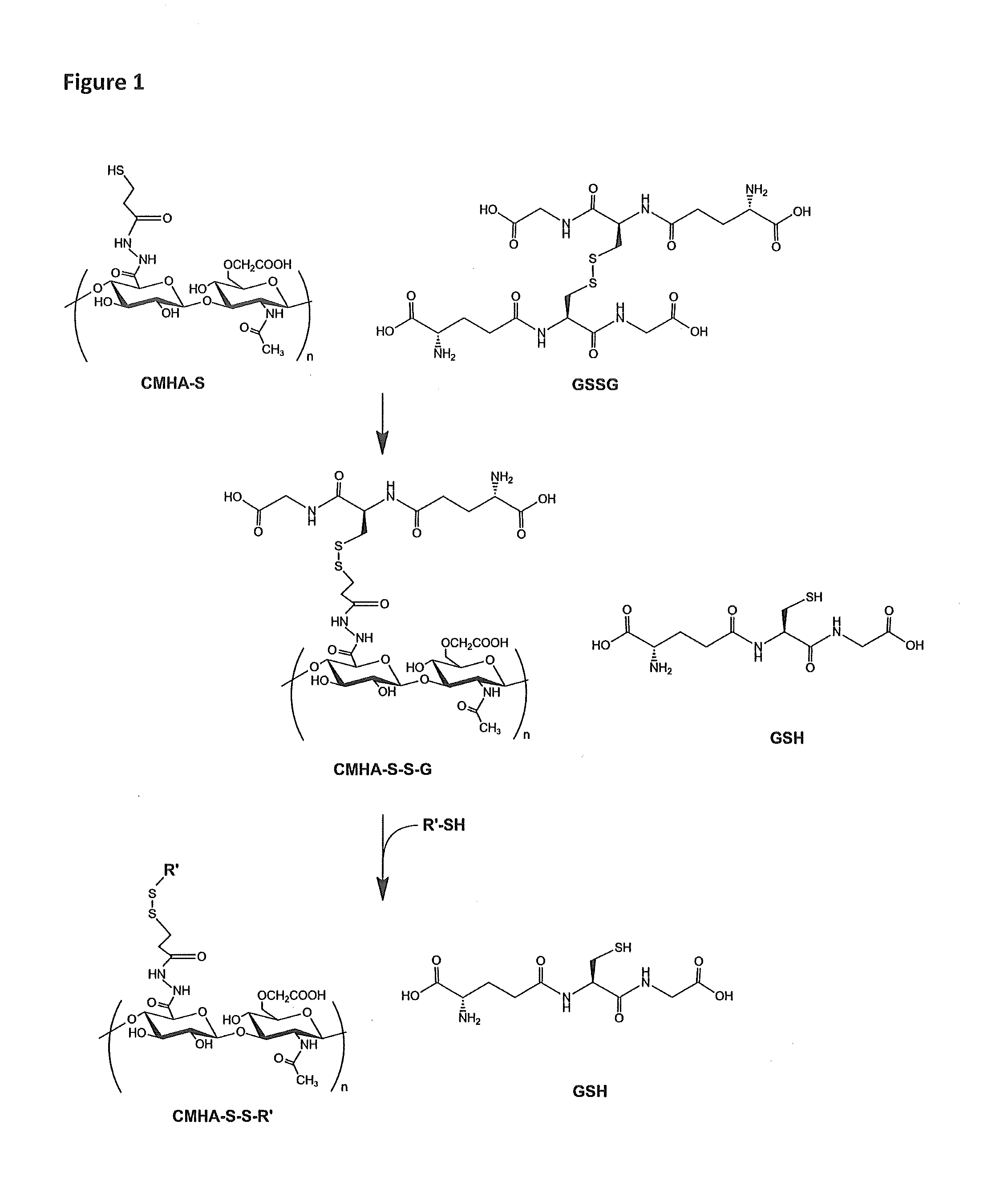 Thiolated hyaluronan-based hydrogels cross-linked using oxidized glutathione