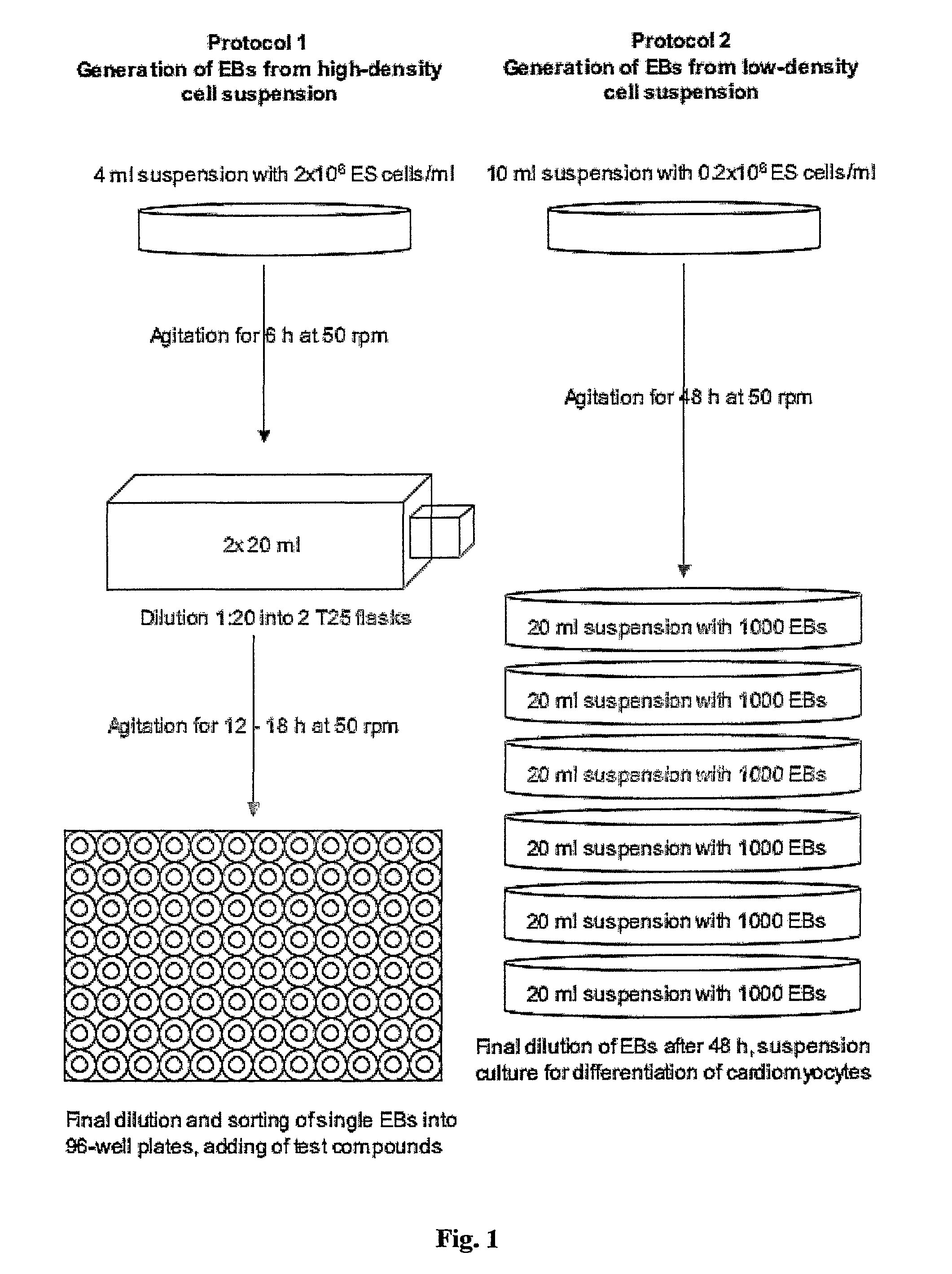 Method for the preparation of embryoid bodies (EBs) and uses thereof